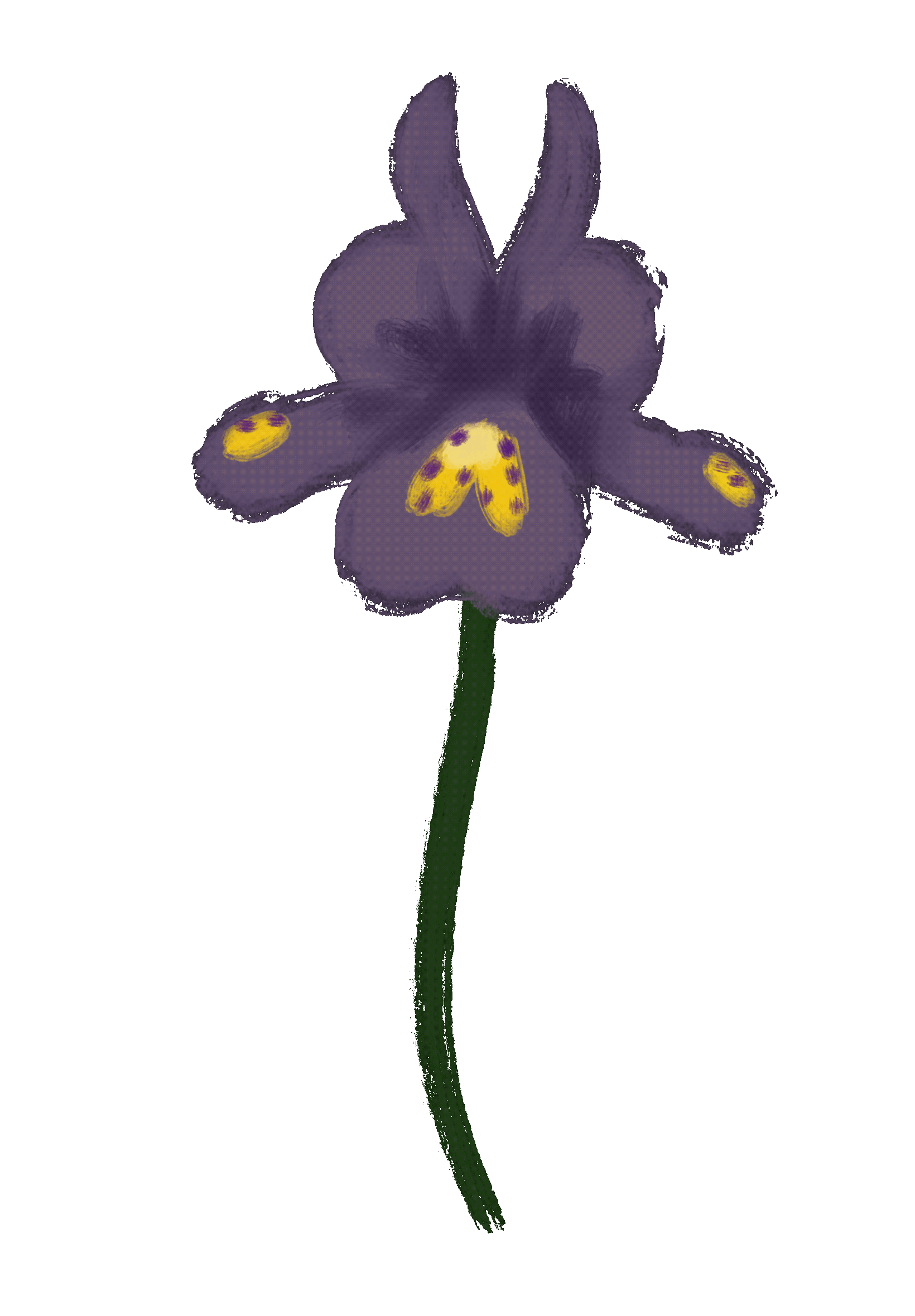 Iris Reticulata Iris Reticulata