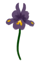 Iris Reticulata