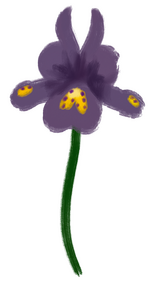 Iris Reticulata